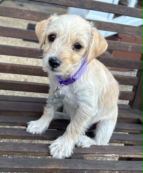 BABS - Terrier / Dachshund available for adoption