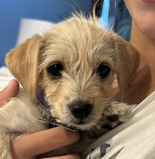 BABS - Terrier / Dachshund available for adoption
