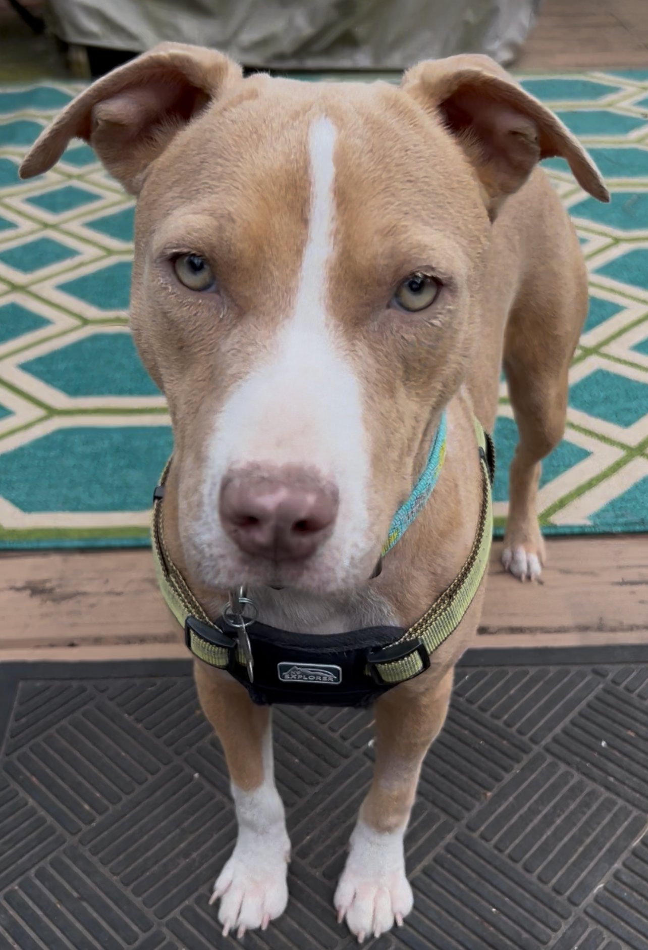 PUMPKIN PIE - American Staffordshire Terrier available for adoption