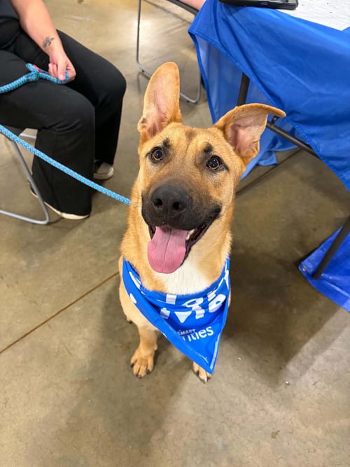 BLAKE - Shepherd available for adoption