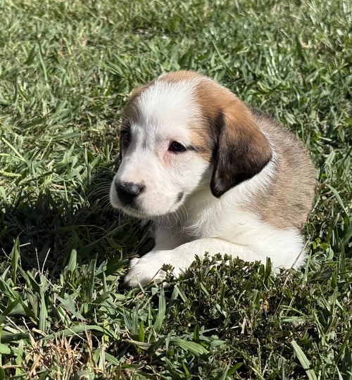 ASH - HALLOWEEN LITTER - Anatolian Shepherd / Hound available for adoption