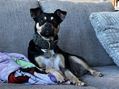 CLOVER (COURTESY LISTING) - American Staffordshire Terrier available for adoption