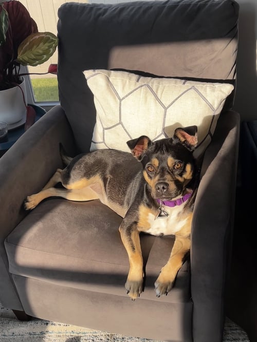 CLOVER (COURTESY LISTING) - American Staffordshire Terrier available for adoption
