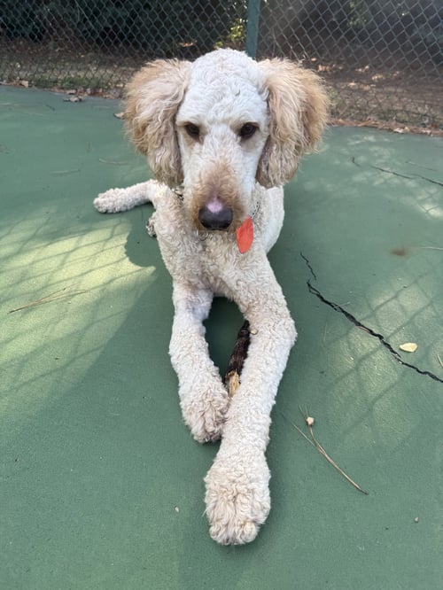 PIPPEN - Golden Retriever / Poodle (unknown type) available for adoption