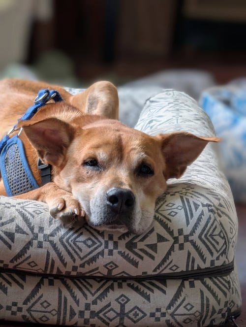PANDORA - Rhodesian Ridgeback / Mountain Cur available for adoption