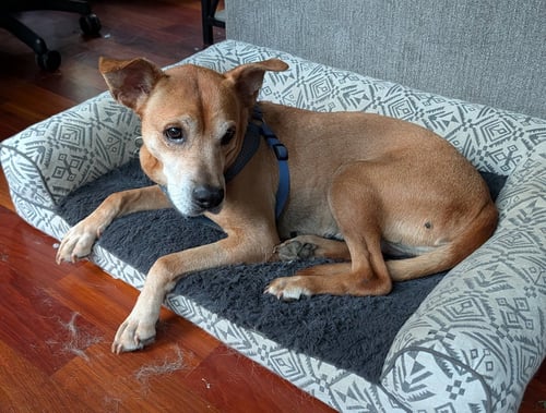 PANDORA - Rhodesian Ridgeback / Mountain Cur available for adoption