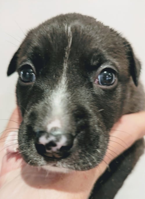 DUKE - American Staffordshire Terrier available for adoption