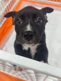 Duke - Photo 11