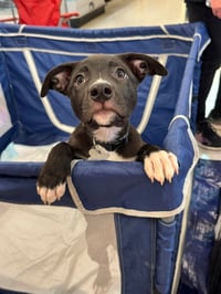 Duke - Photo 7