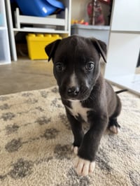 Duke - Photo 17