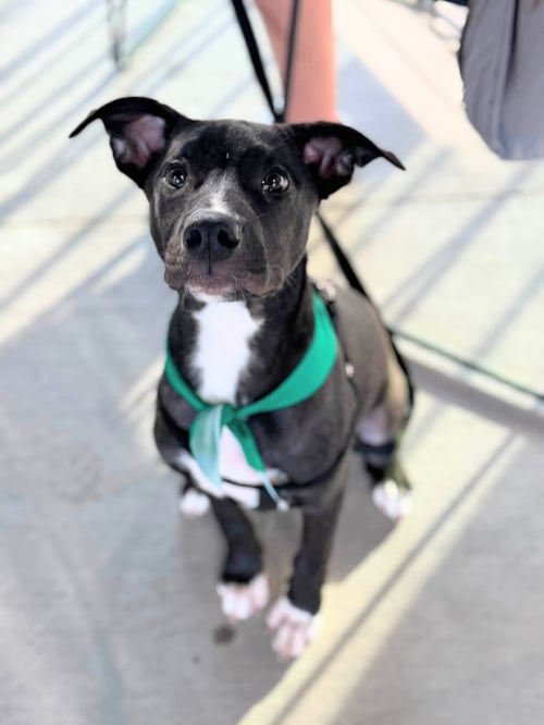 DUKE - American Staffordshire Terrier available for adoption