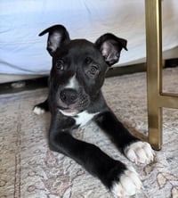 Duke - Photo 5