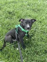 Duke - Photo 14