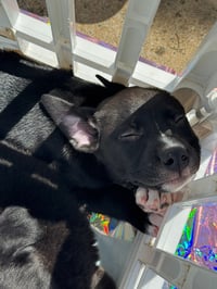 Duke - Photo 12