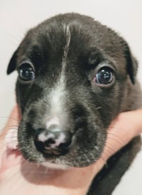 Duke - Photo 18