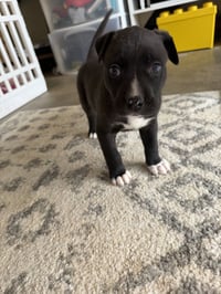 Duke - Photo 16