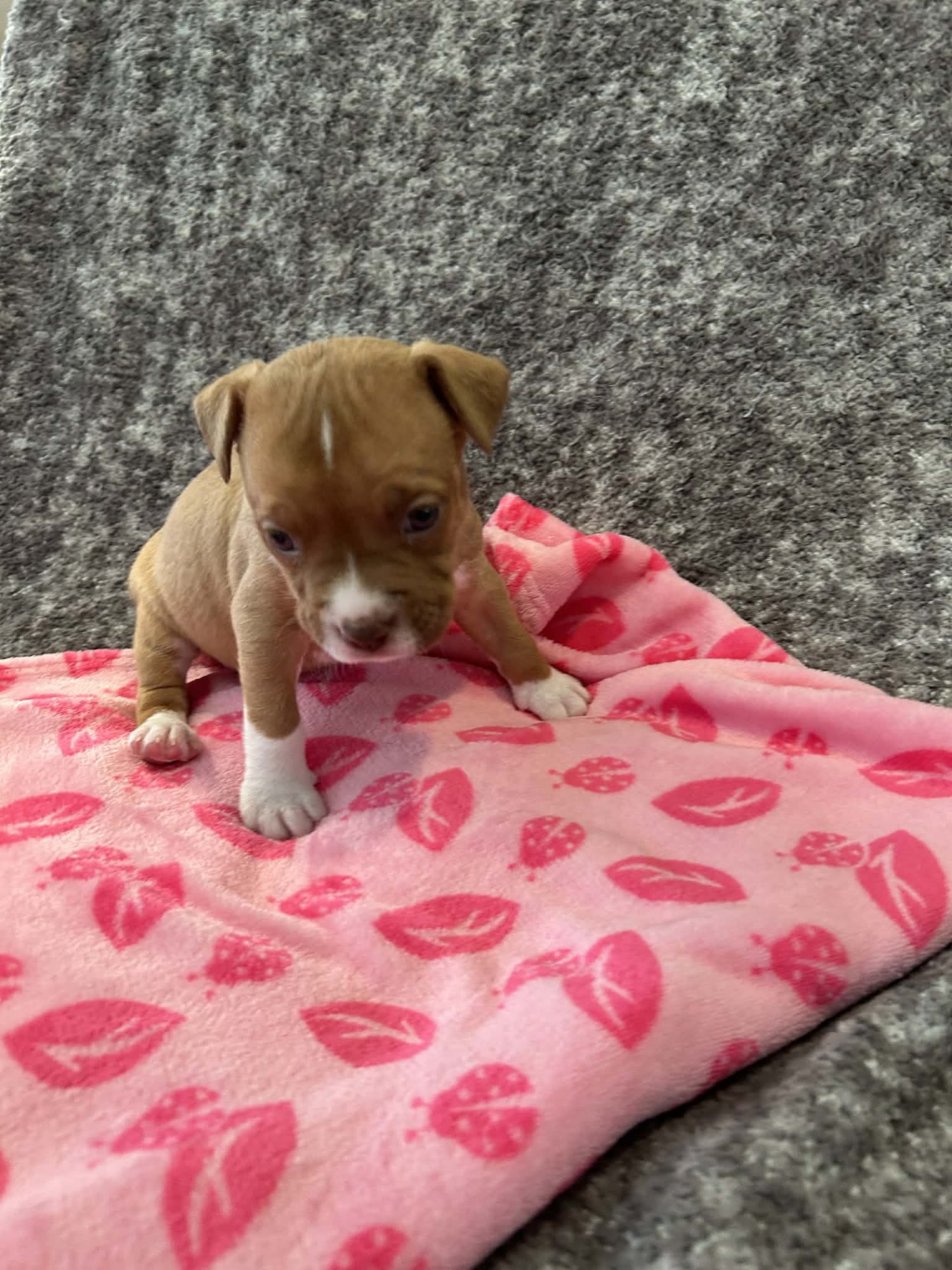 IVY - GOLDEN HOUR LITTER - American Staffordshire Terrier available for adoption