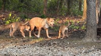 Momma - Photo 18