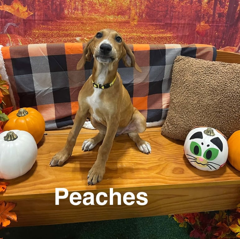 Peaches (P Litter) Image