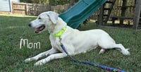 Peaches (P Litter) - Photo 3