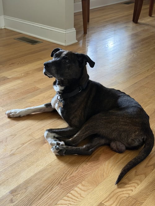 DEXTER - American Staffordshire Terrier / Labrador Retriever available for adoption