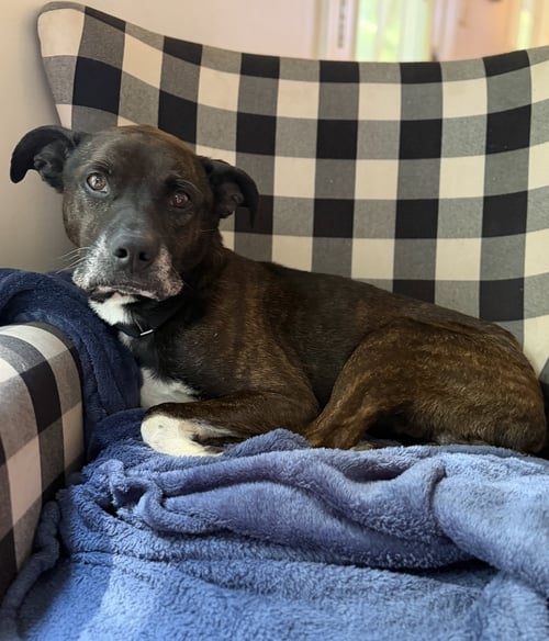 DEXTER - American Staffordshire Terrier / Labrador Retriever available for adoption
