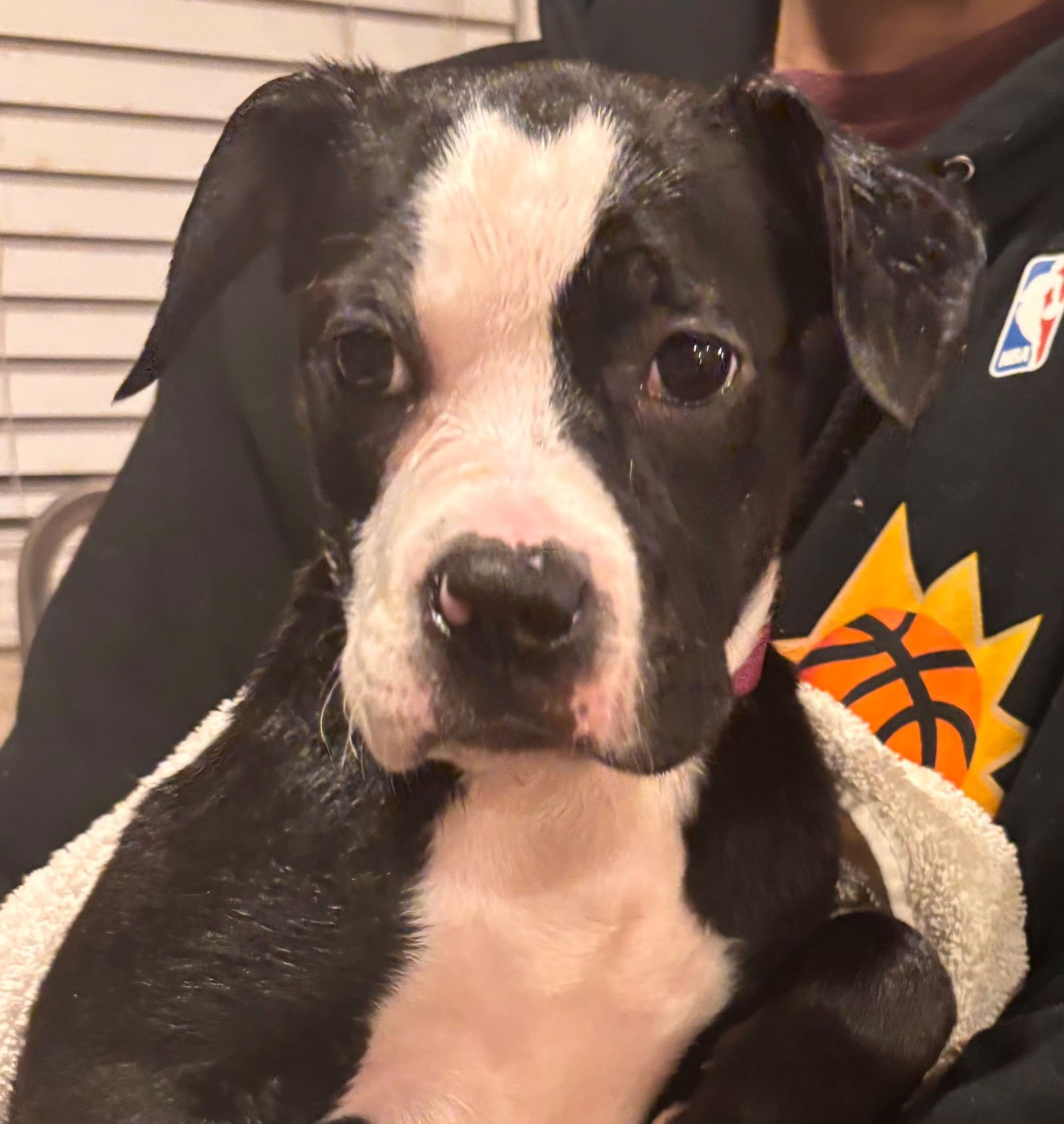 MAXIE - Boxer / American Staffordshire Terrier available for adoption