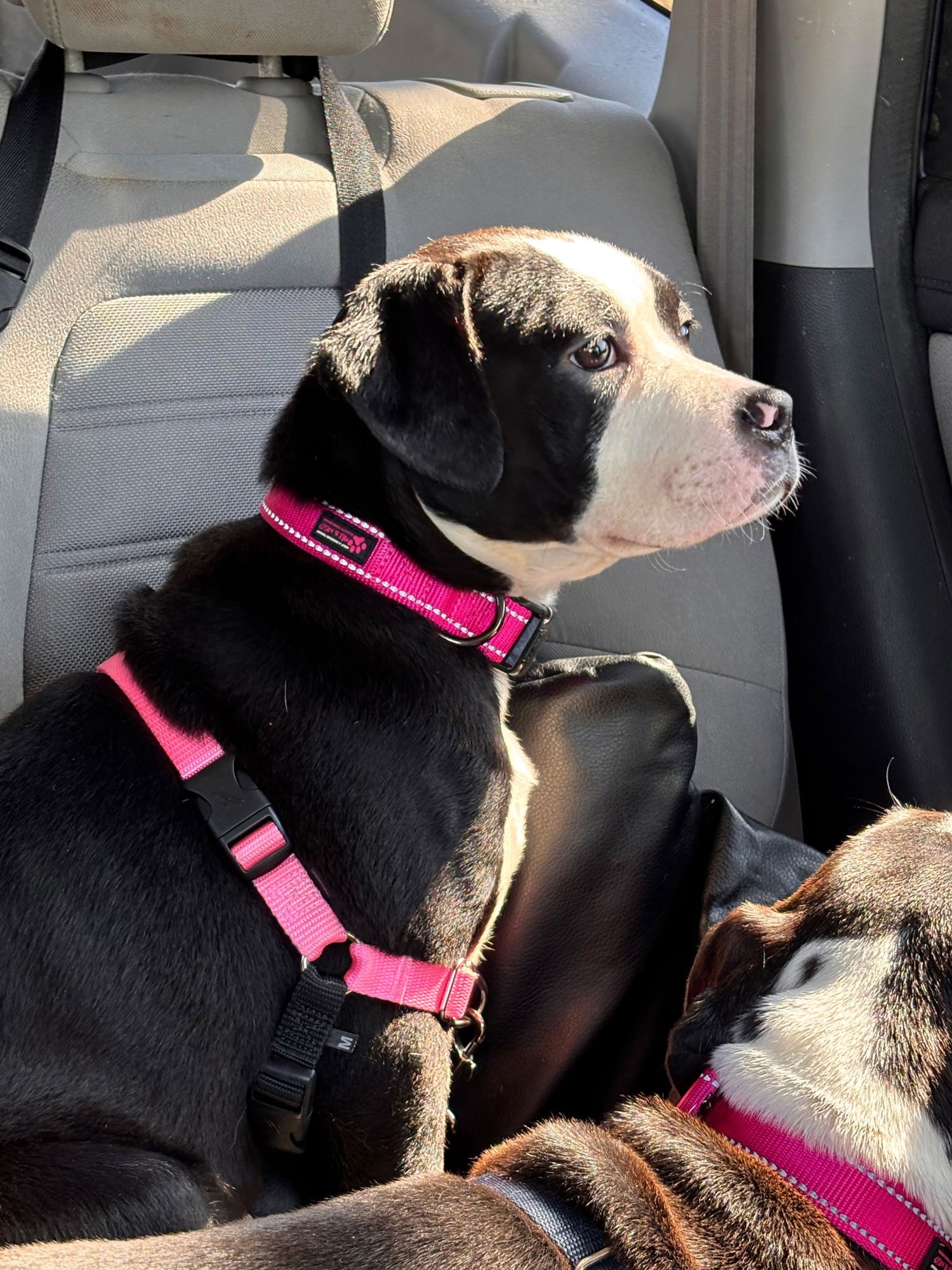 MAXIE - Boxer / American Staffordshire Terrier available for adoption