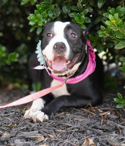 MAXIE - Boxer / American Staffordshire Terrier available for adoption