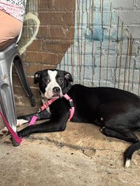 Maxie - Photo 3