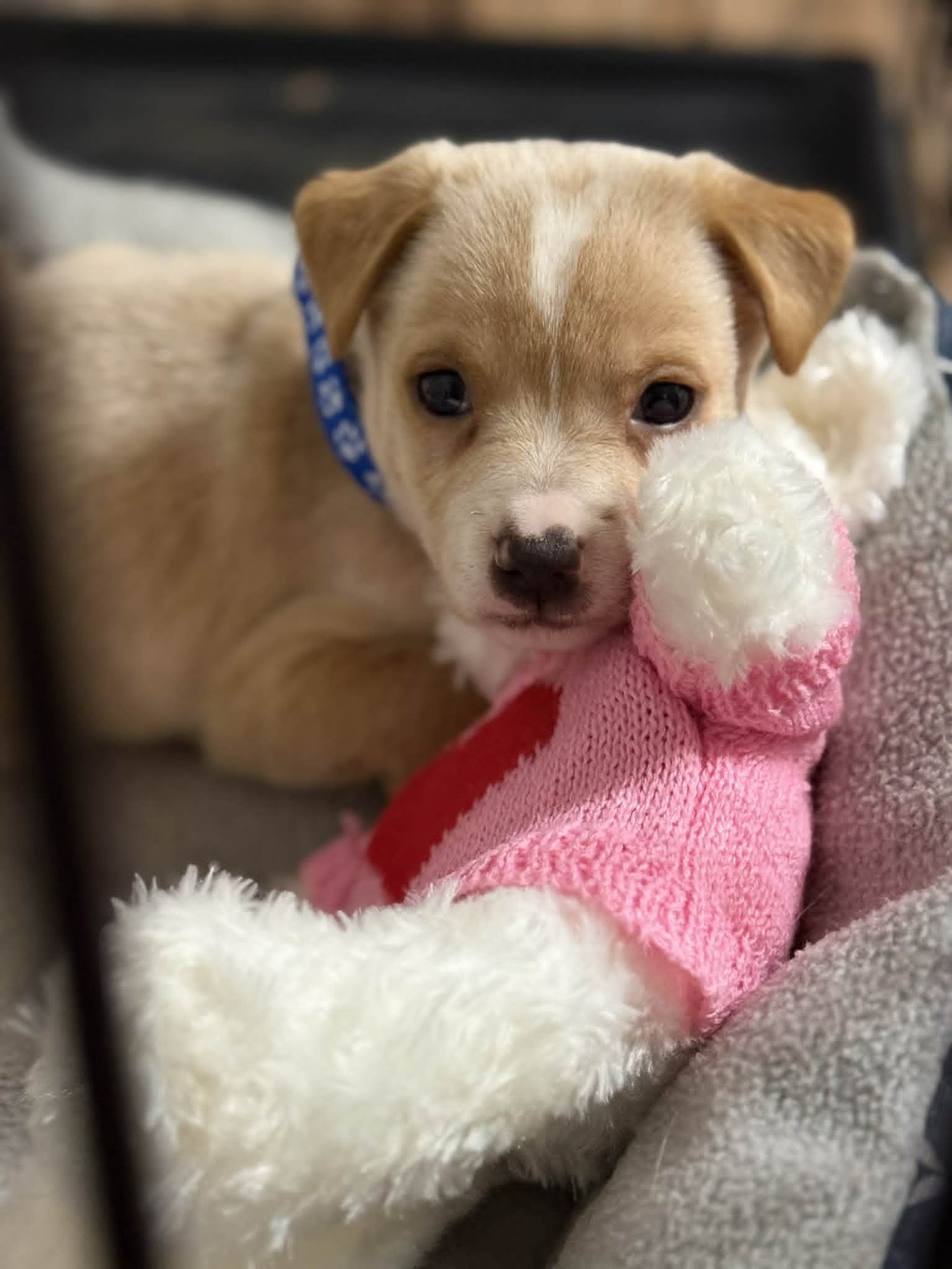 ROB - TRAITORS LITTER - Terrier / Shepherd available for adoption