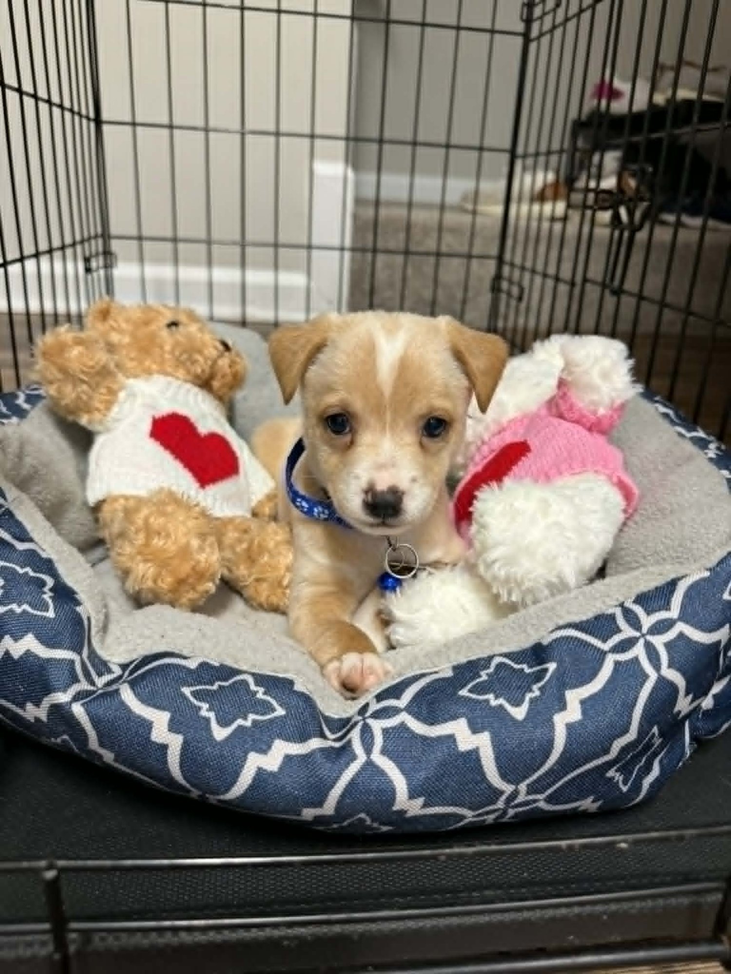 ROB - TRAITORS LITTER - Terrier / Shepherd available for adoption