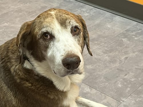 MAGGIE PEARL - HOSPICE ONLY - Labrador Retriever / Hound available for adoption