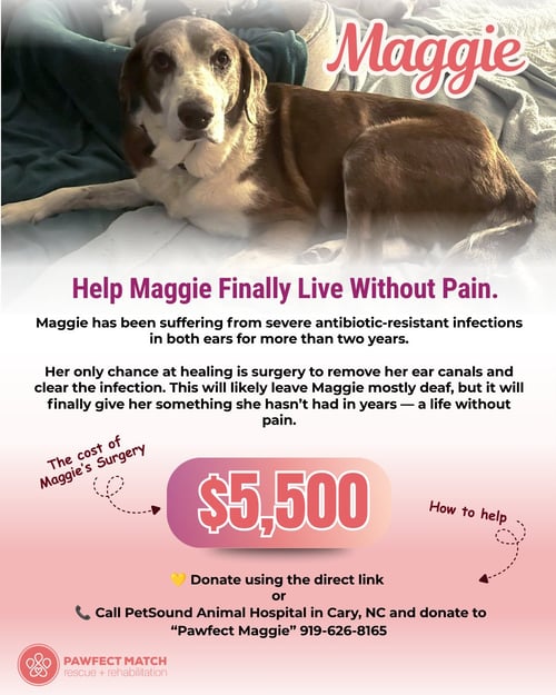 MAGGIE PEARL - HOSPICE ONLY - Labrador Retriever / Hound available for adoption