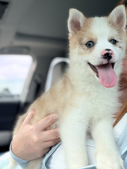 MURPH - Pomeranian / Husky available for adoption