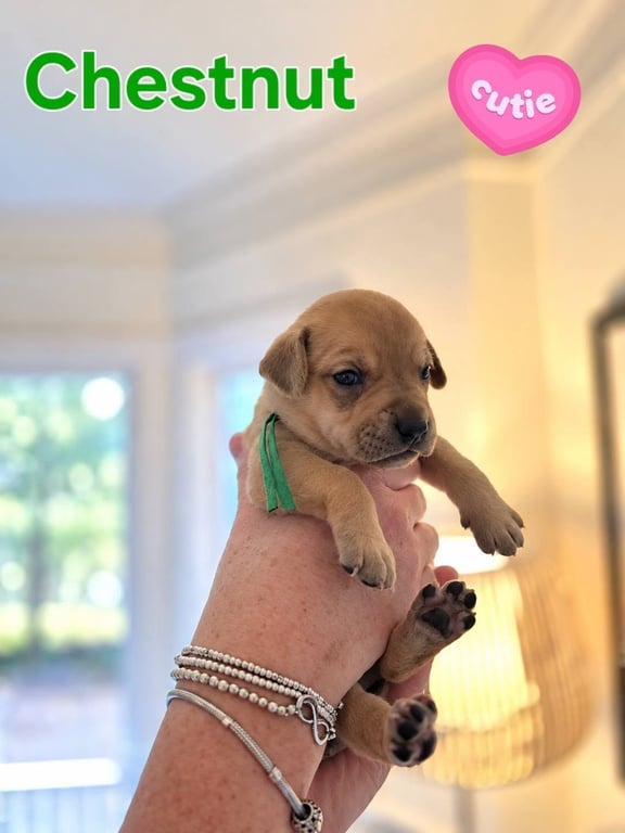 Chestnut - Willow Mae Litter Image