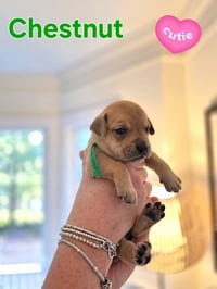 Chestnut - Willow Mae Litter - Photo 1