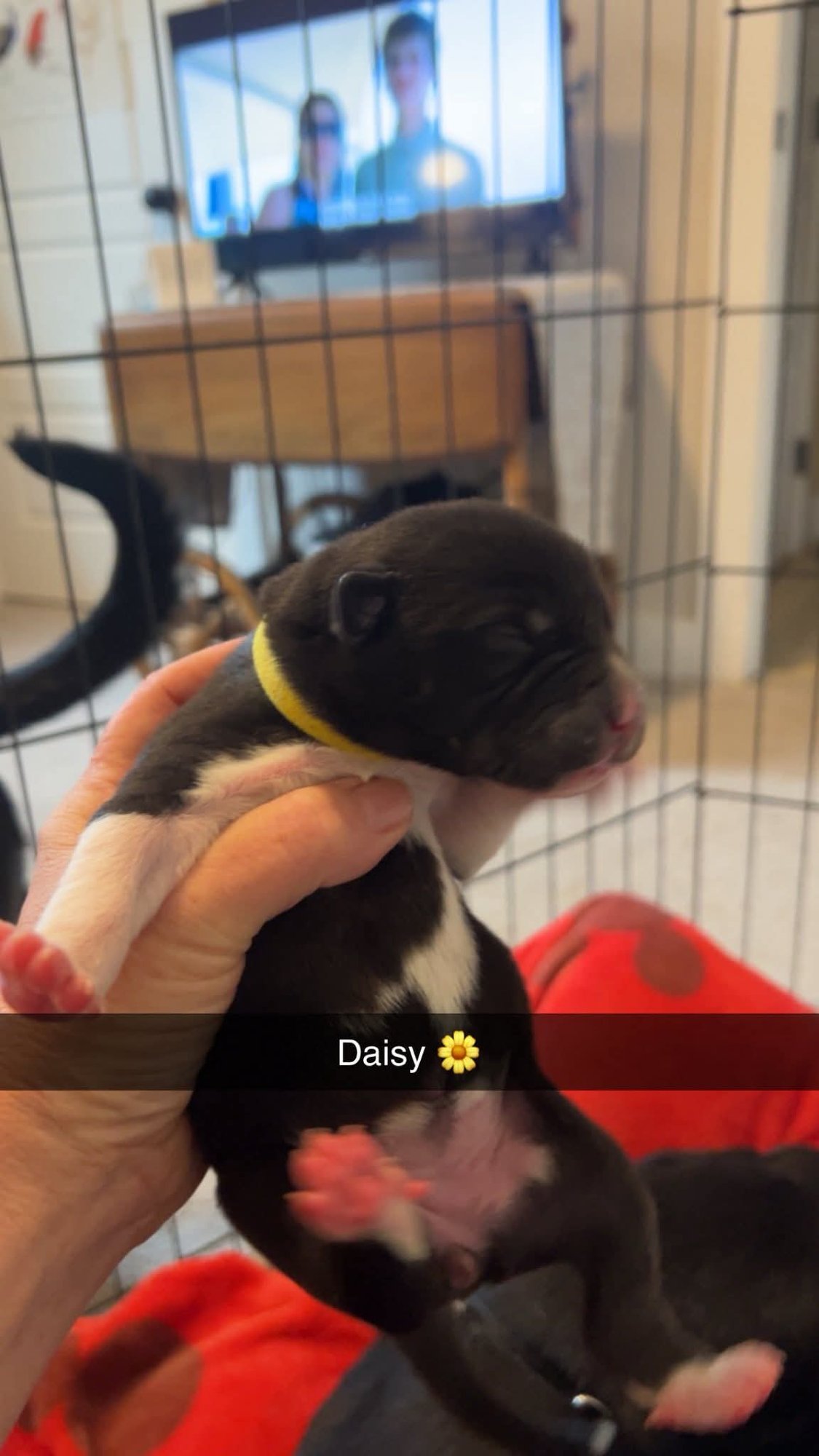 DAISY - FLOWER POWER LITTER - American Pit Bull Terrier / Labrador Retriever available for adoption