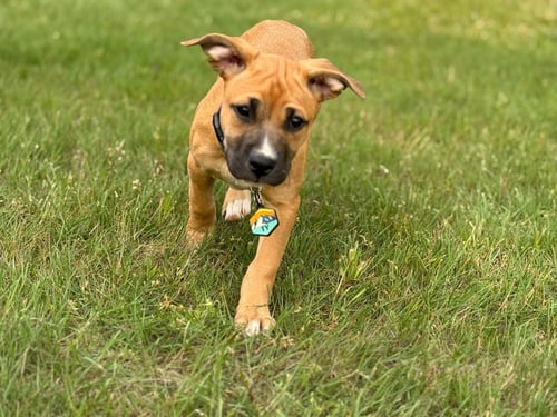 TY - Boxer / Black Mouth Cur available for adoption