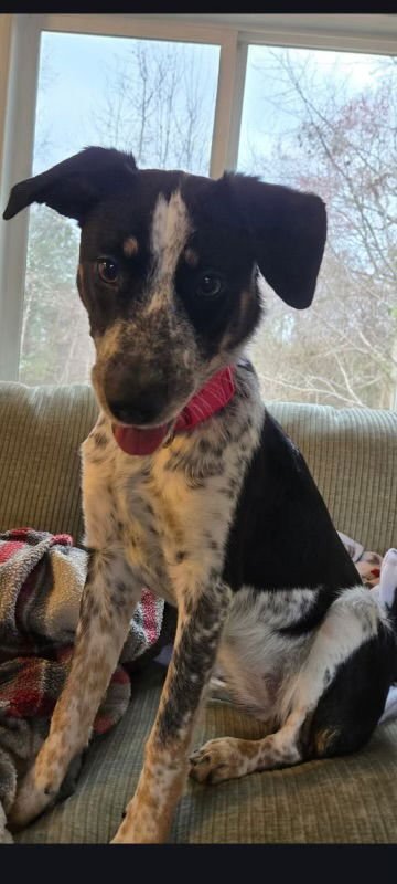 SOPHIA GRACE - Border Collie / German Shorthaired Pointer available for adoption