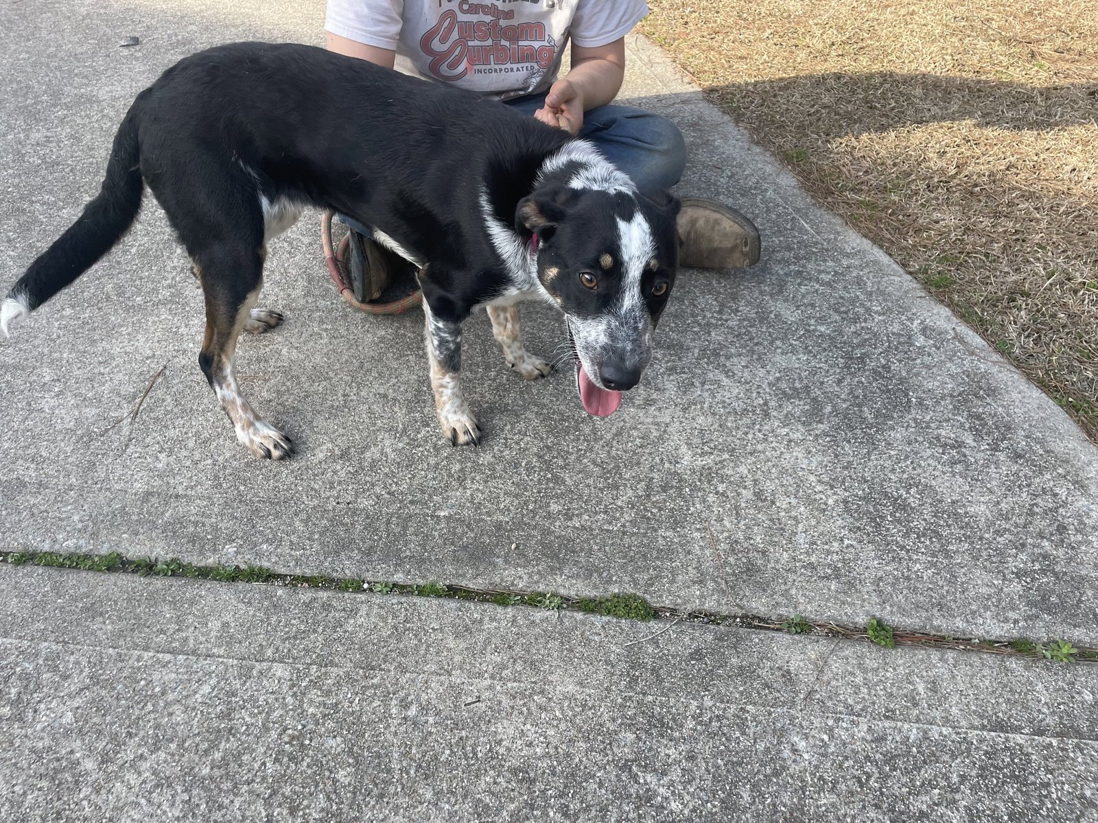 SOPHIA GRACE - Border Collie / German Shorthaired Pointer available for adoption