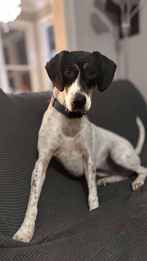 LILIANA - Beagle / American Foxhound available for adoption
