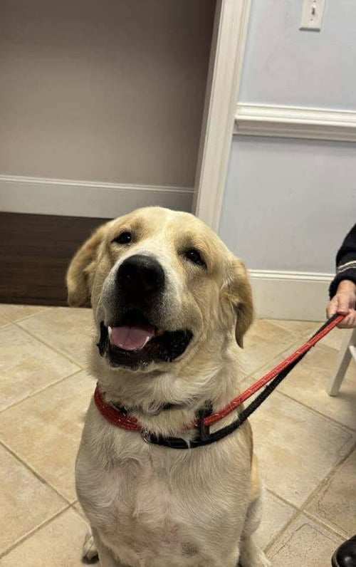 CLIFF - Great Pyrenees / Alaskan Malamute available for adoption