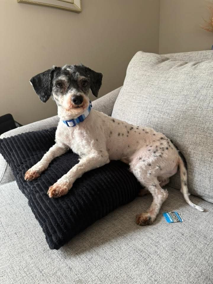 DRIFTER - Poodle (Miniature) / Poodle (Toy) available for adoption