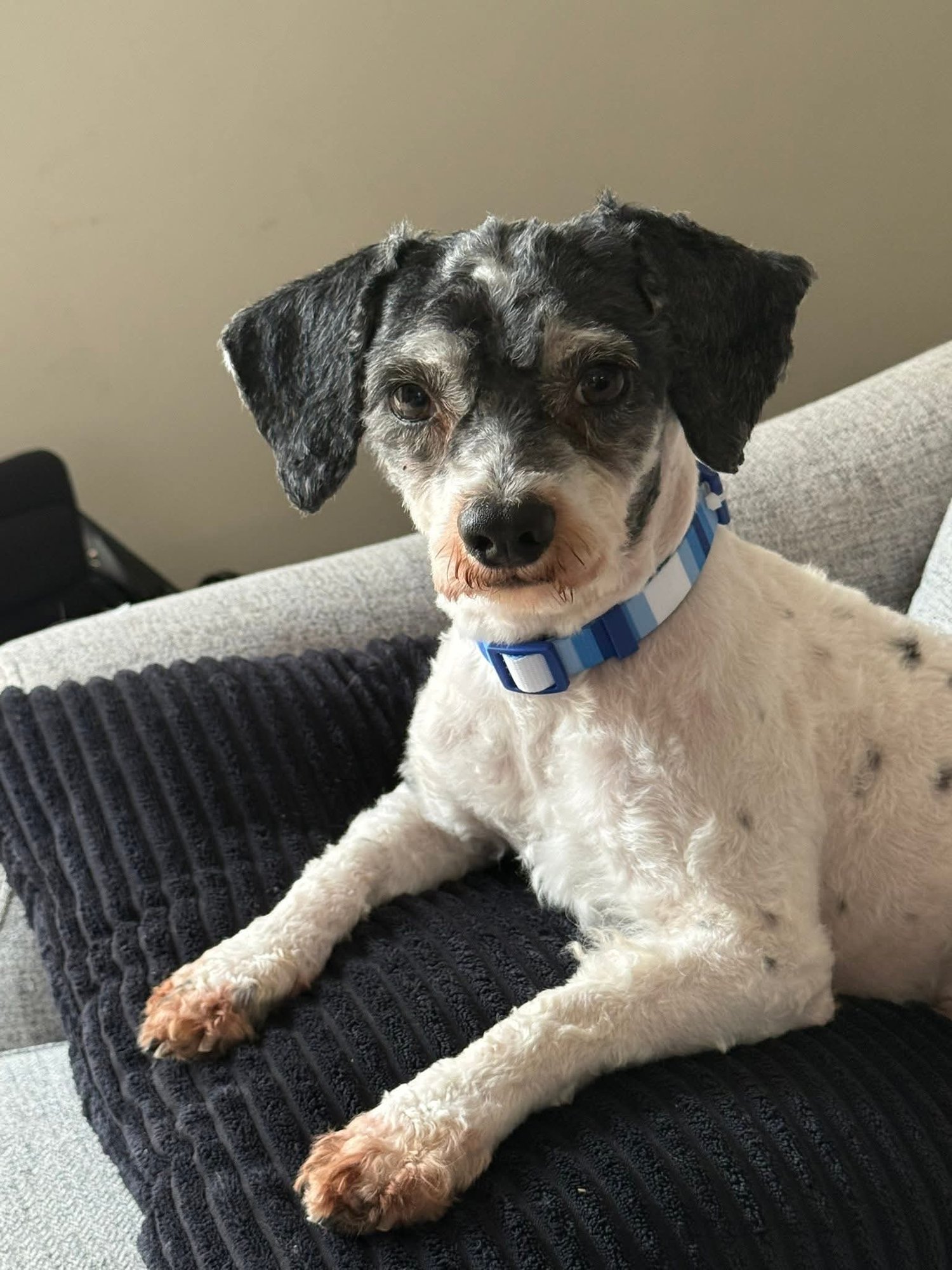 DRIFTER - Poodle (Miniature) / Poodle (Toy) available for adoption