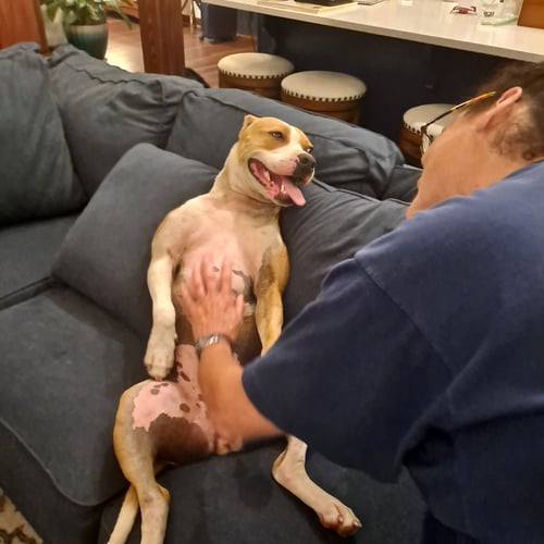 DARLIN' - American Pit Bull Terrier / American Staffordshire Terrier available for adoption