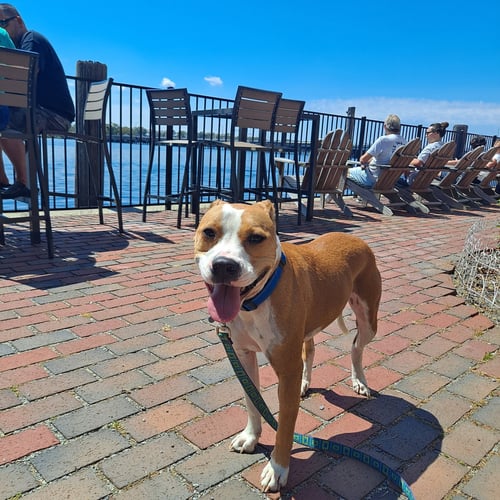 DARLIN' - American Pit Bull Terrier / American Staffordshire Terrier available for adoption