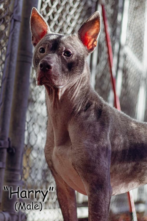 HARRY - American Staffordshire Terrier available for adoption