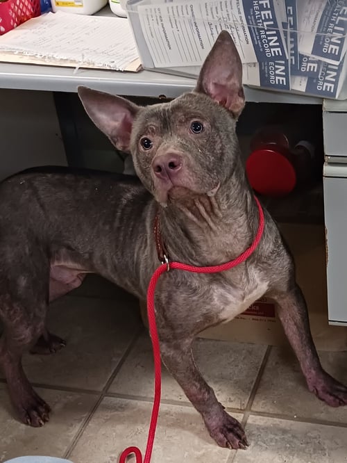 HARRY - American Staffordshire Terrier available for adoption