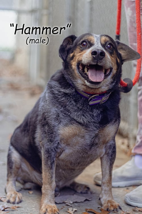 HAMMER - Cattle Dog / Beagle available for adoption